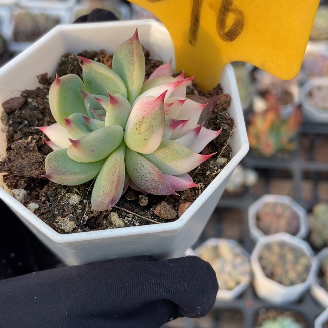 576吉娃娃锦多肉植物