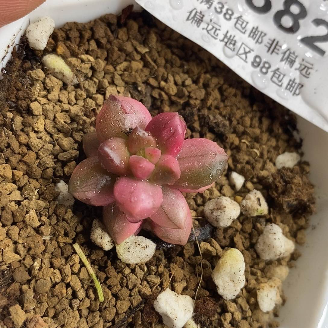 382黑美人锦  小方花圃一物一拍