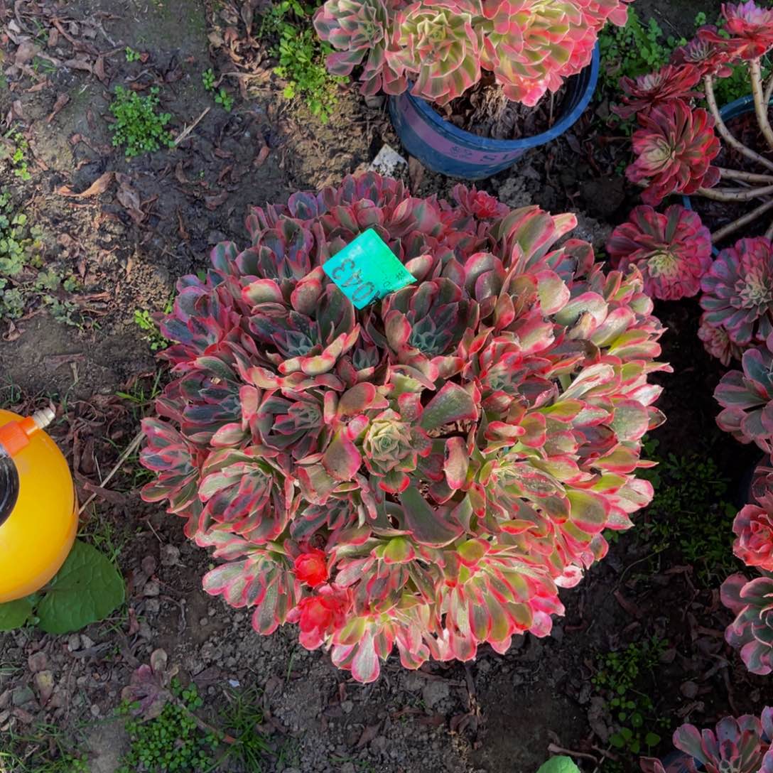 男神法师朵朵3-15¥