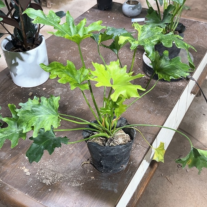 浙***丽完全开放龙鳞春雨绵绵