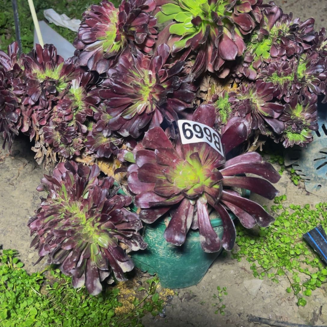 欧若拉法师28///39包邮