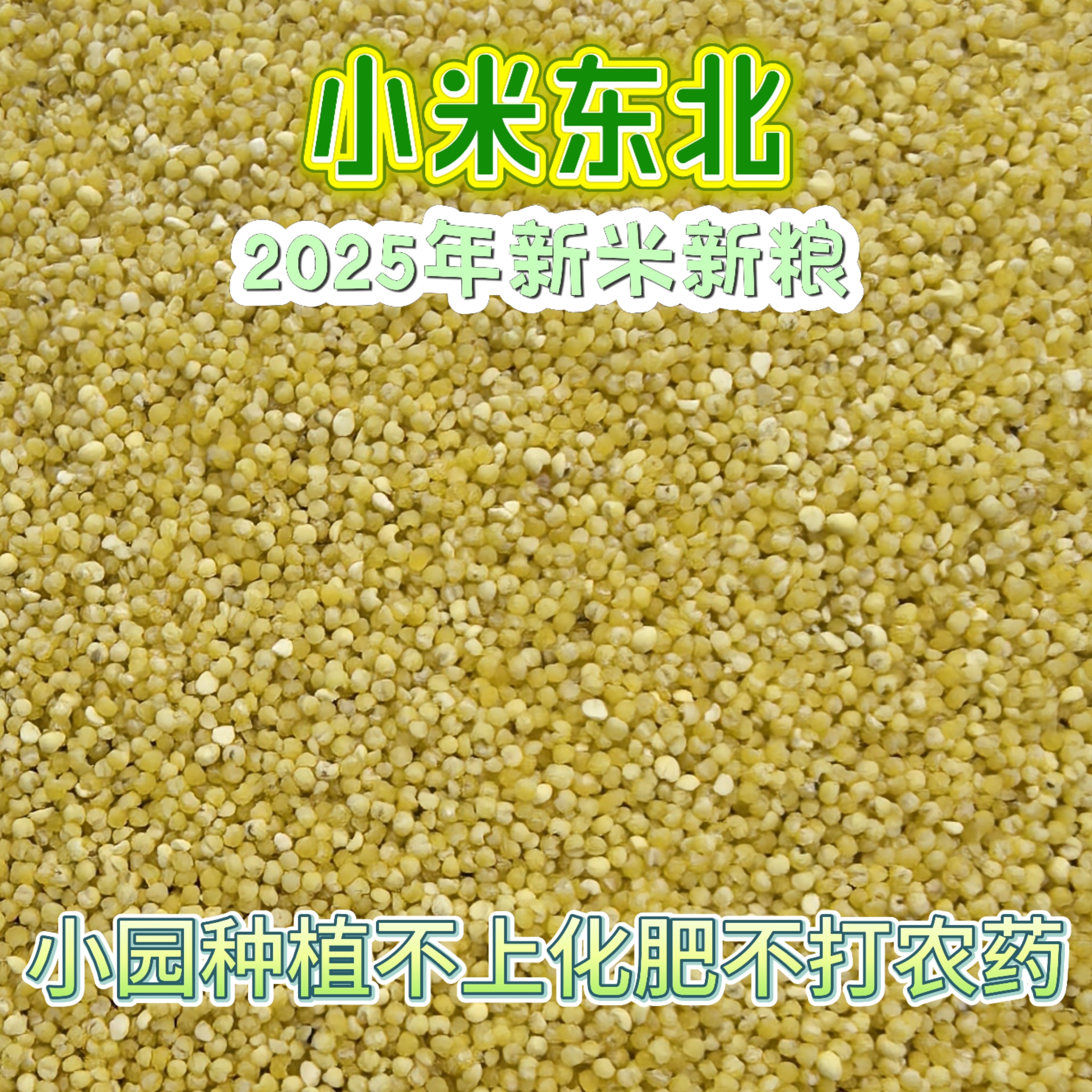 大东北种植2025年新小米小园种植不上化肥不打农药