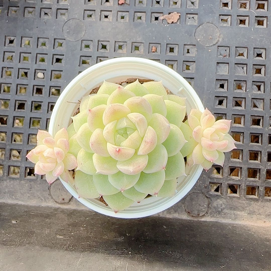 萌***)0101-116（b-20）优选