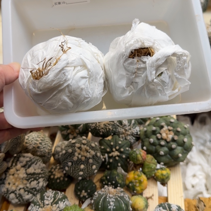 兜星球仙人球042个