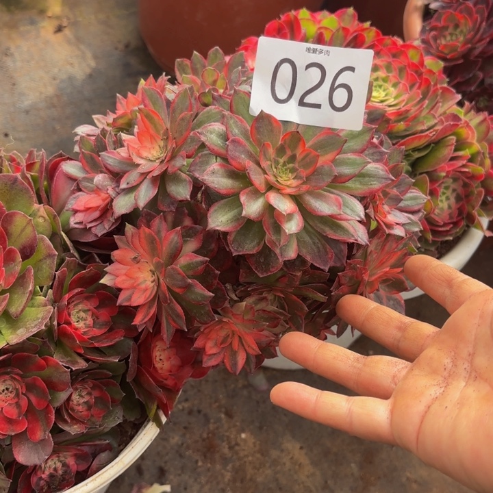 哈哈多肉葡萄福利026