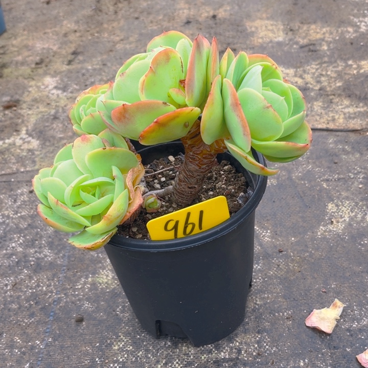 鸡蛋碧桃多肉植物961