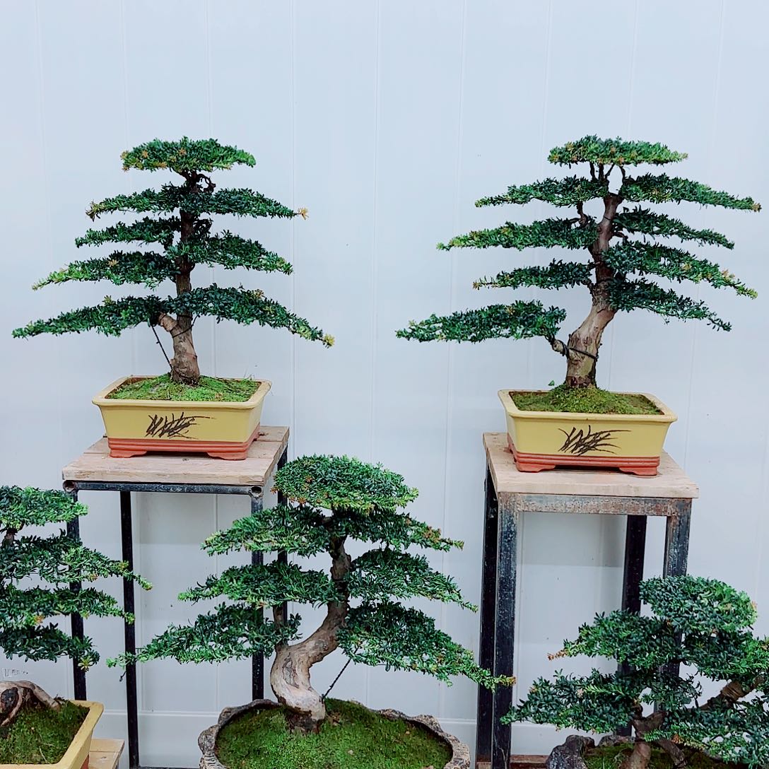 完全开放盆景园林盆景