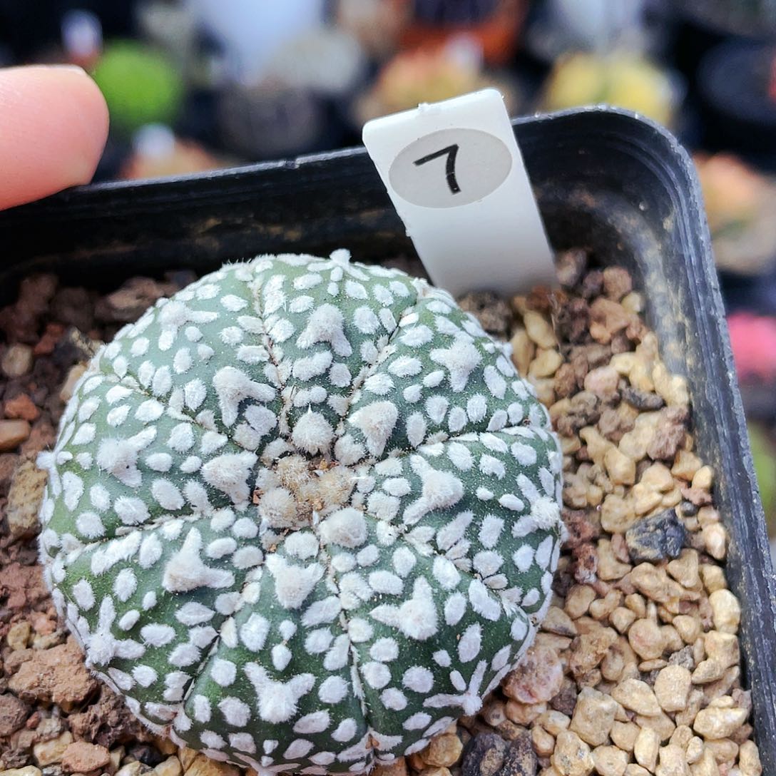 非偏远地区满25裸根发货仙人球