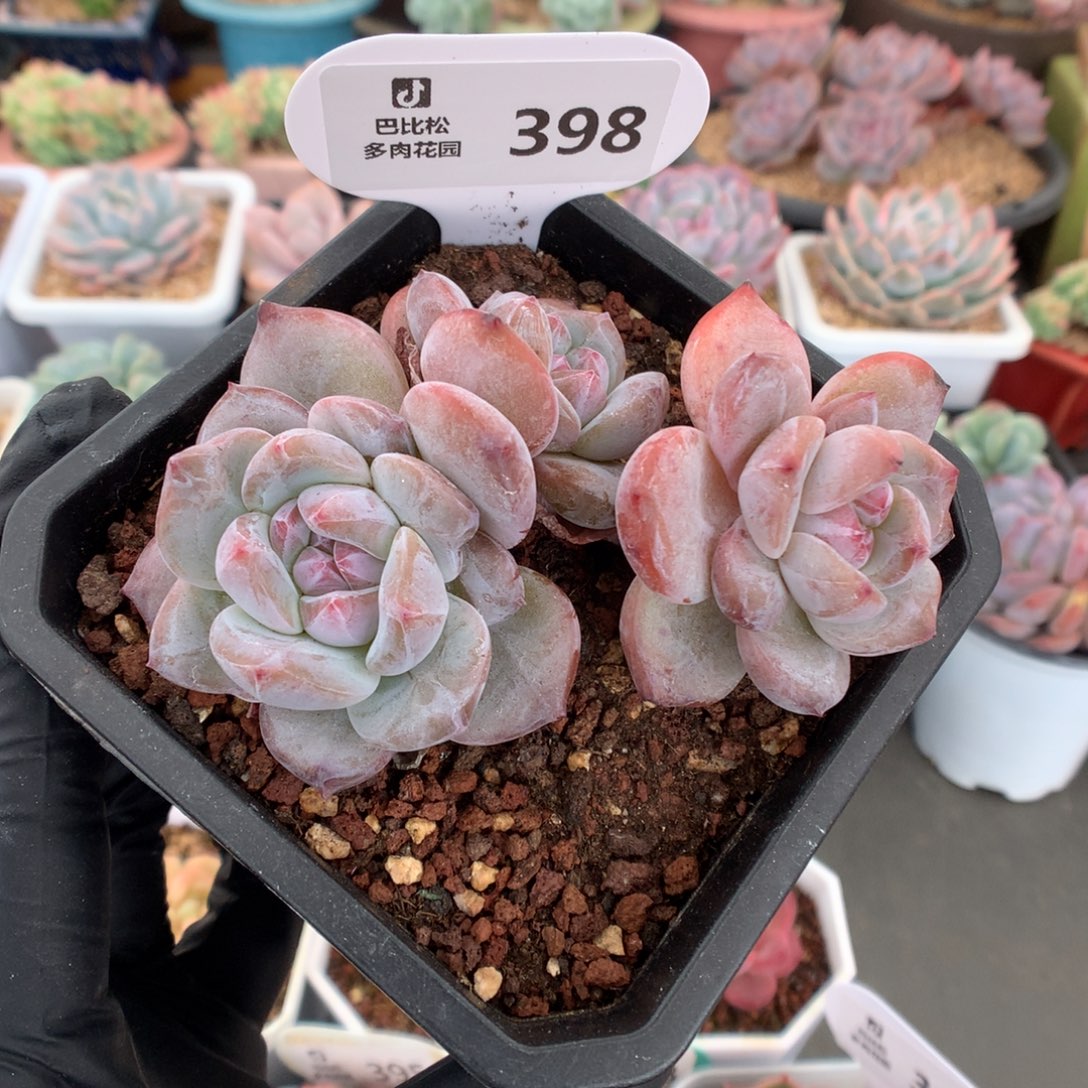 398 石榴籽星影多肉