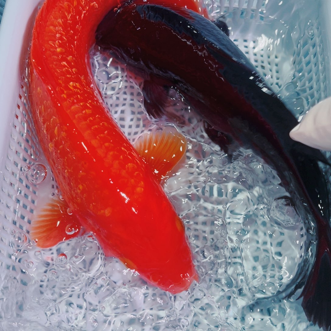 锦鲤锦鲤冷水鱼观赏