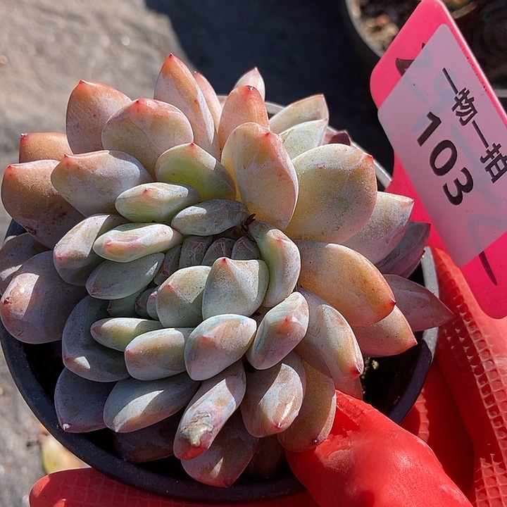 103 一物一拍不退不换