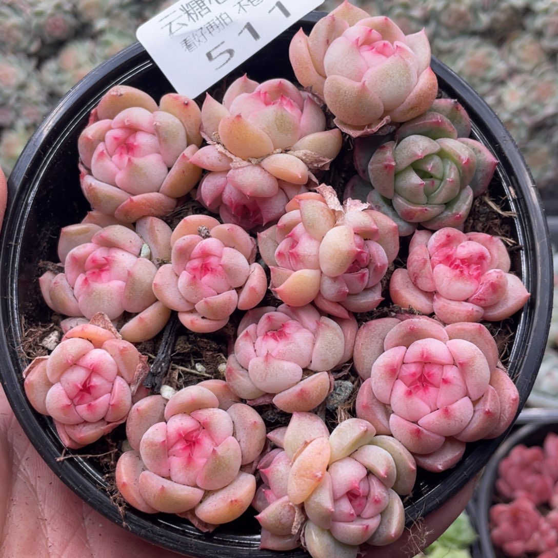 云糖心多肉植物511