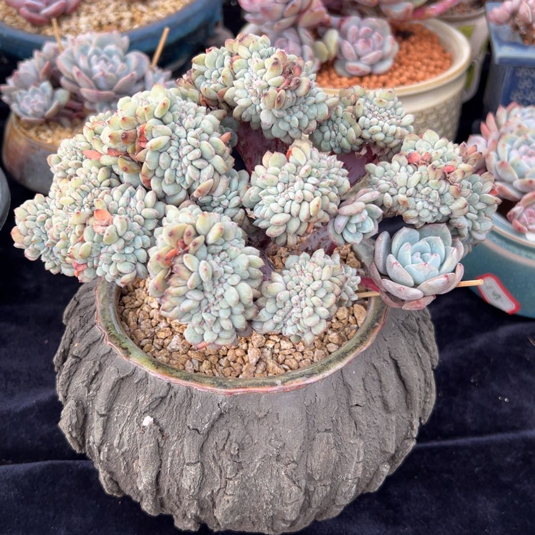 素**晴星影1111111111