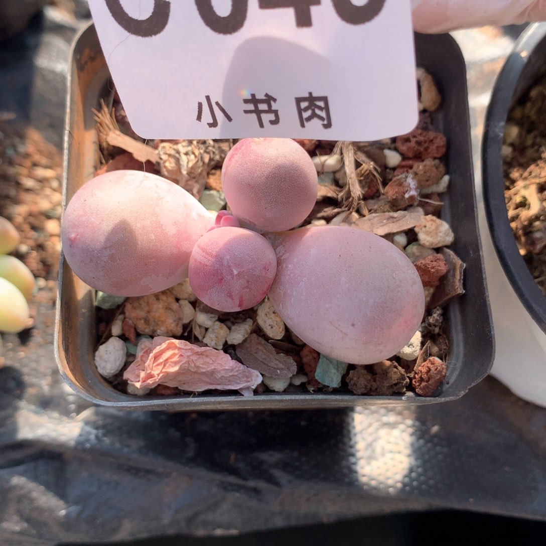 049米可米可米可米可