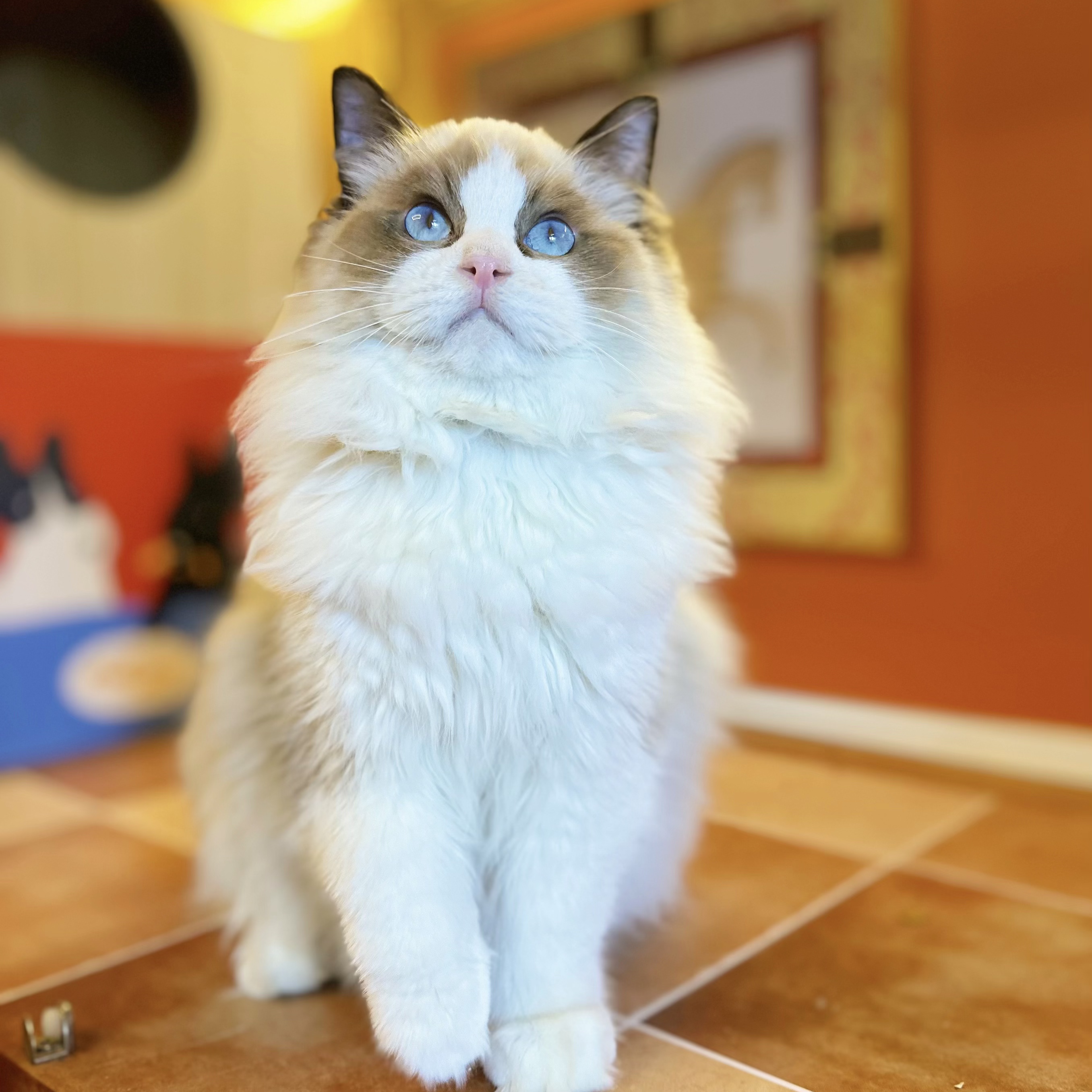 【李正的猫】 活体猫猫