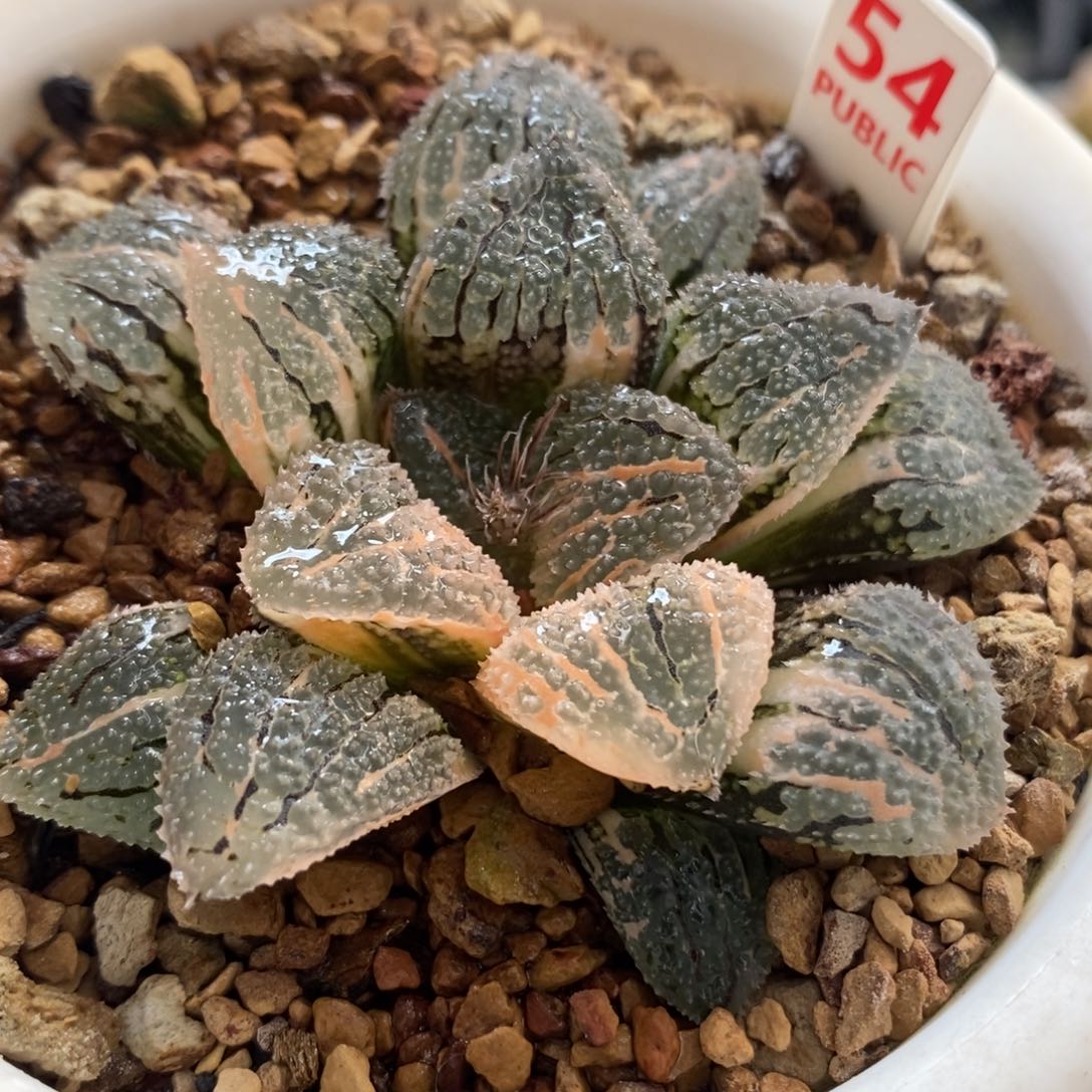 54具味城锦一物一拍