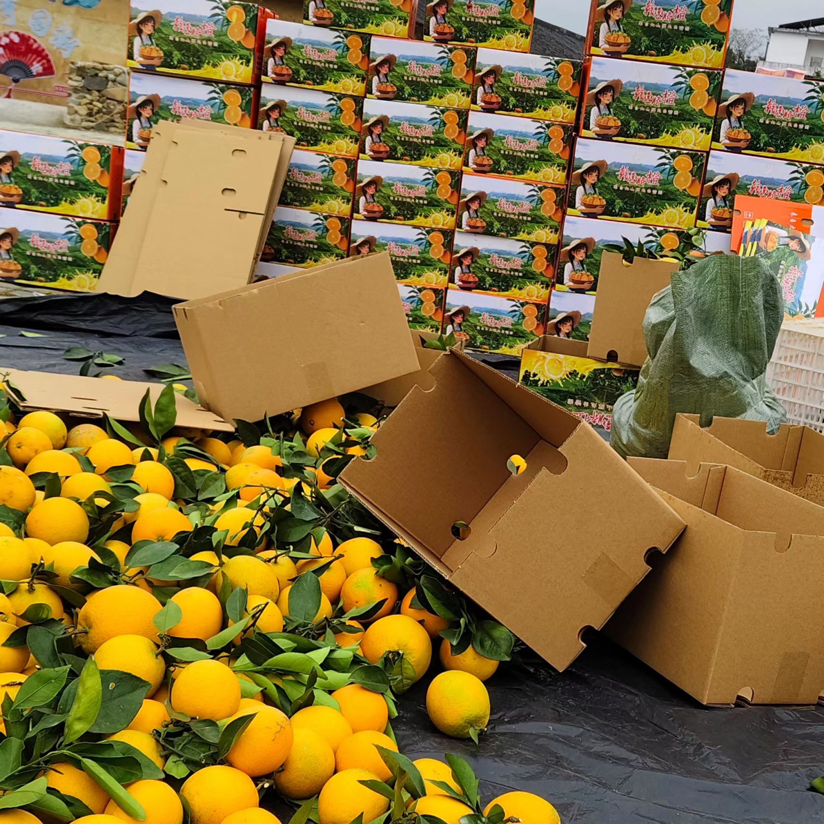 正宗赣南脐橙现摘橙子孕妇水果