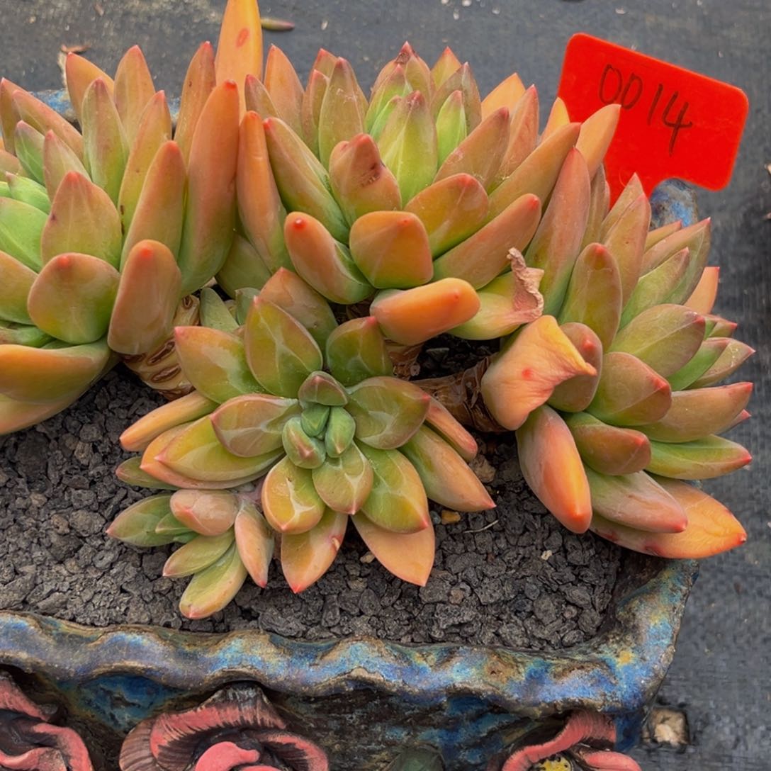 愚*鹤0014下午多肉植物群生