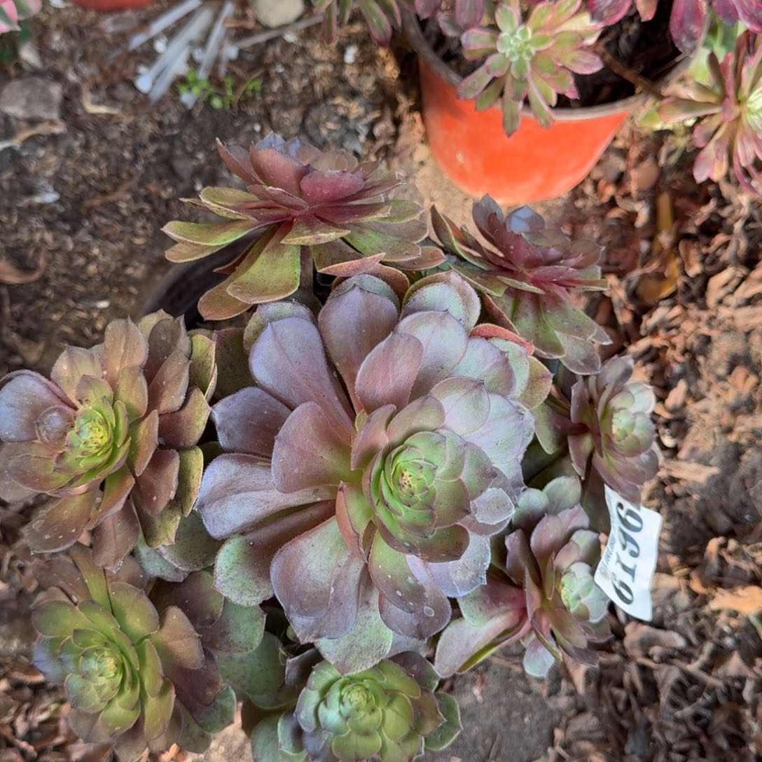 法师炽焰莲6196 19-10