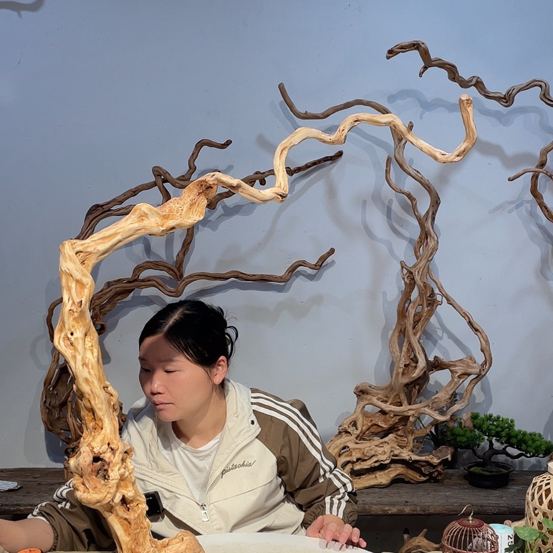 核桃木/黑胡桃（胡桃木）丫*.