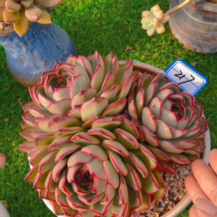 谢谢你的支持00000217