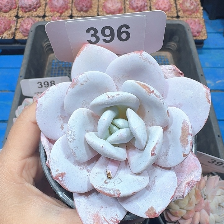雪莲多肉植物396