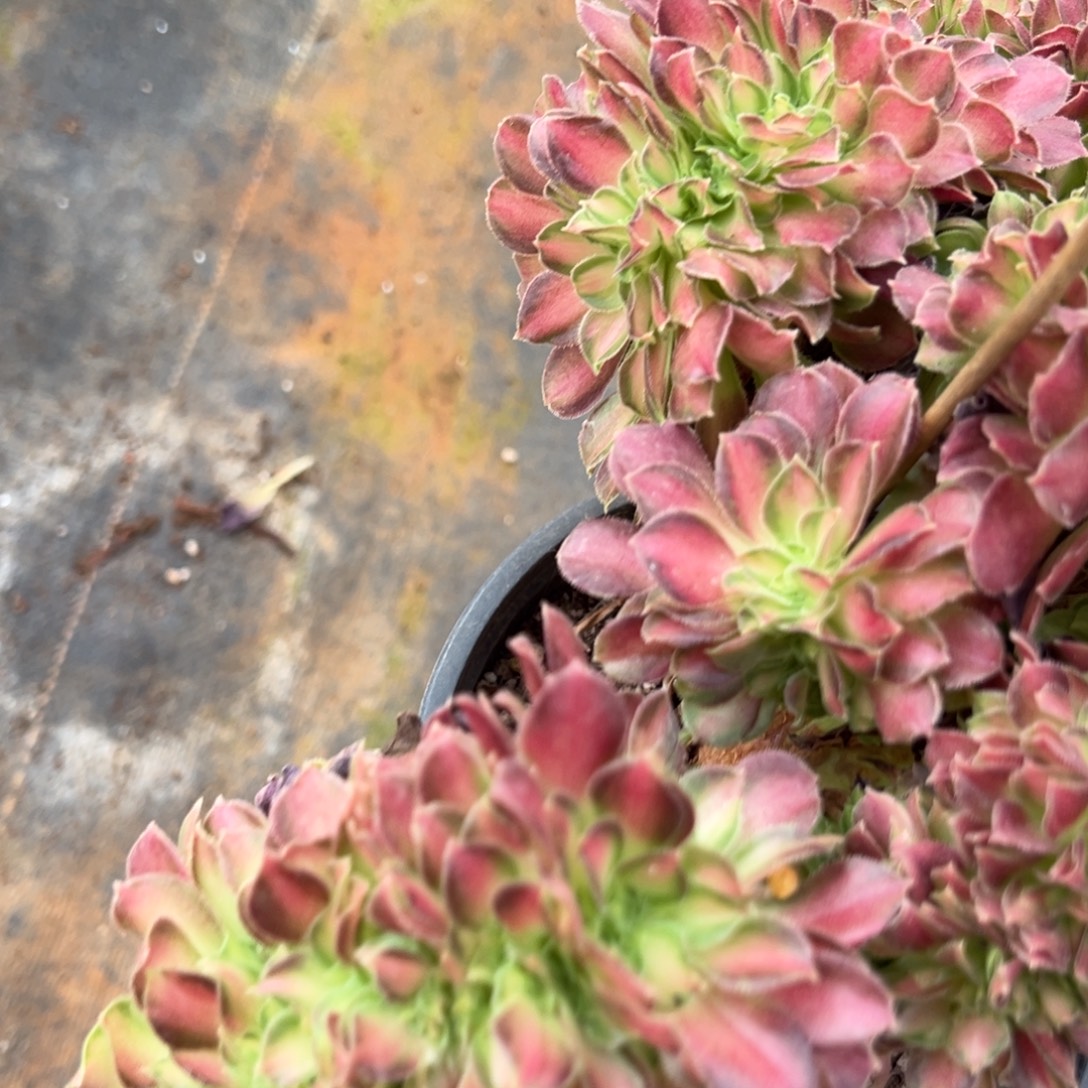 90韶花缀多肉多肉多肉