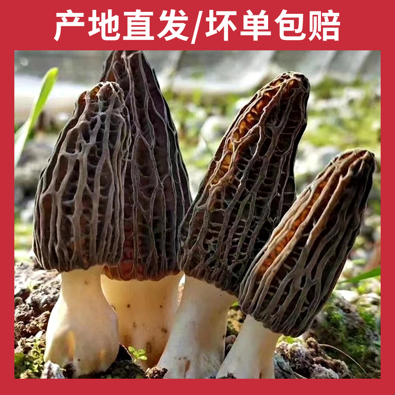 昭化甄选现摘现烤四川正宗头茬新货羊肚菌菇煲汤产地直发干货
