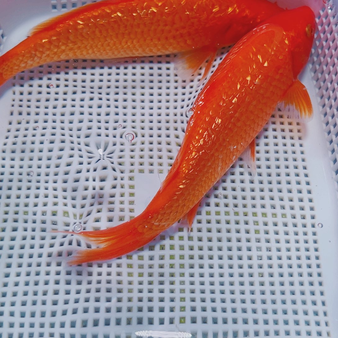 锦鲤锦鲤冷水观赏15-17 2闪火
