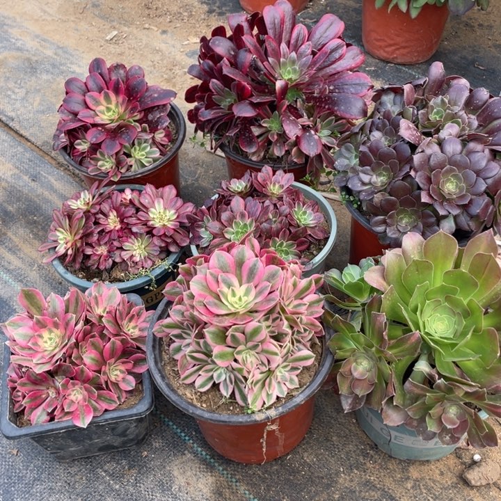 39，8颗根部有砍断枝不售后