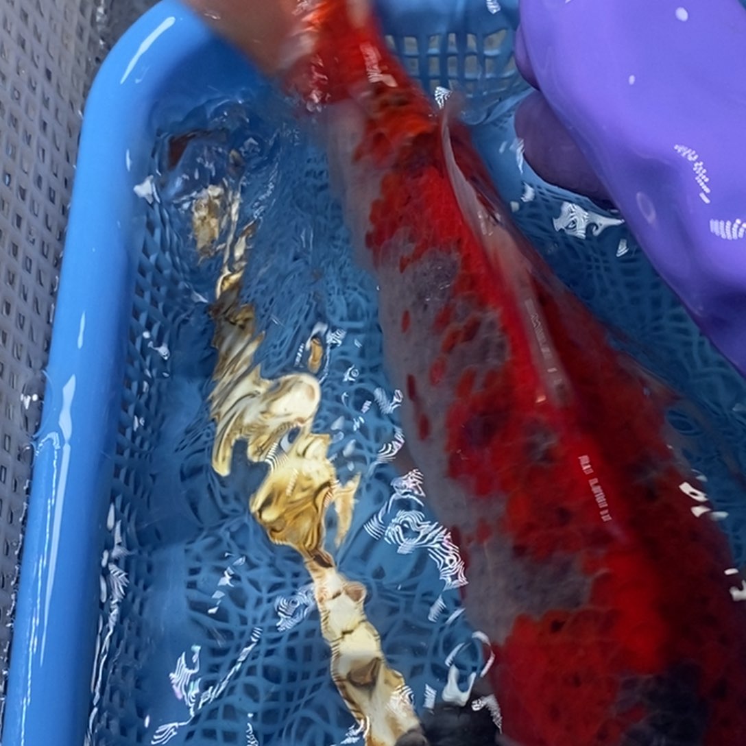 锦鲤冷水锦鲤包邮