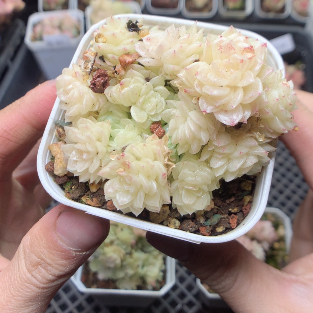 无花朵Q38。yyyyyuyy