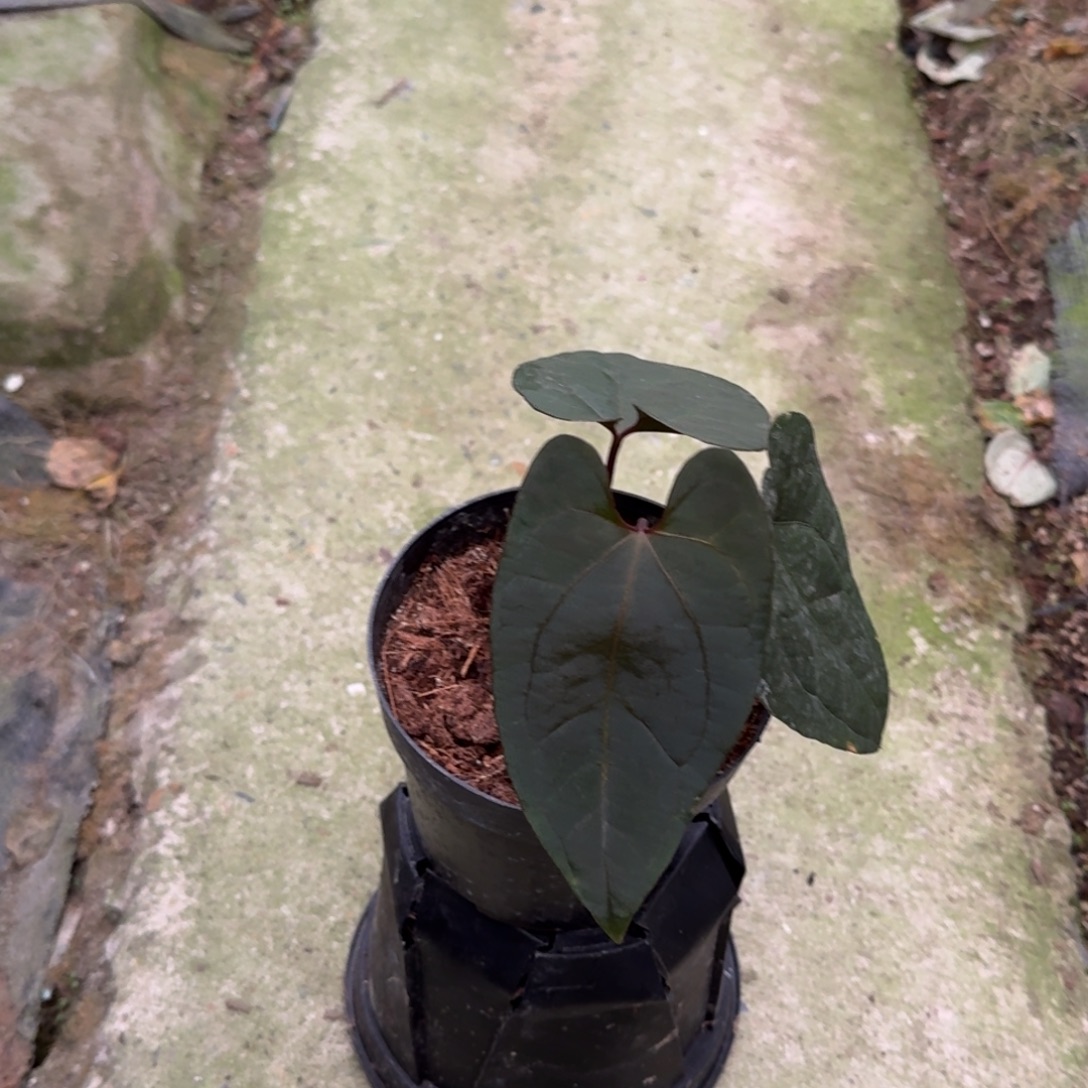无花朵黑桃杂黑凤凰