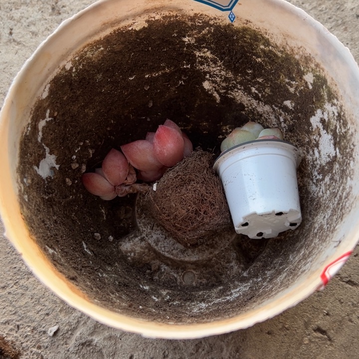 王***.一物一拍泡芙多肉14