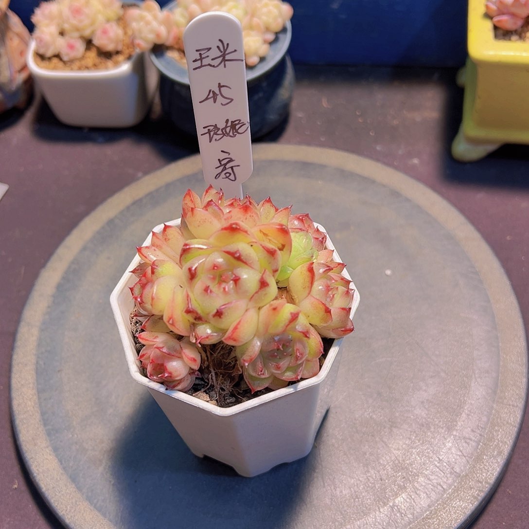 玉*珍妮，多肉植物，