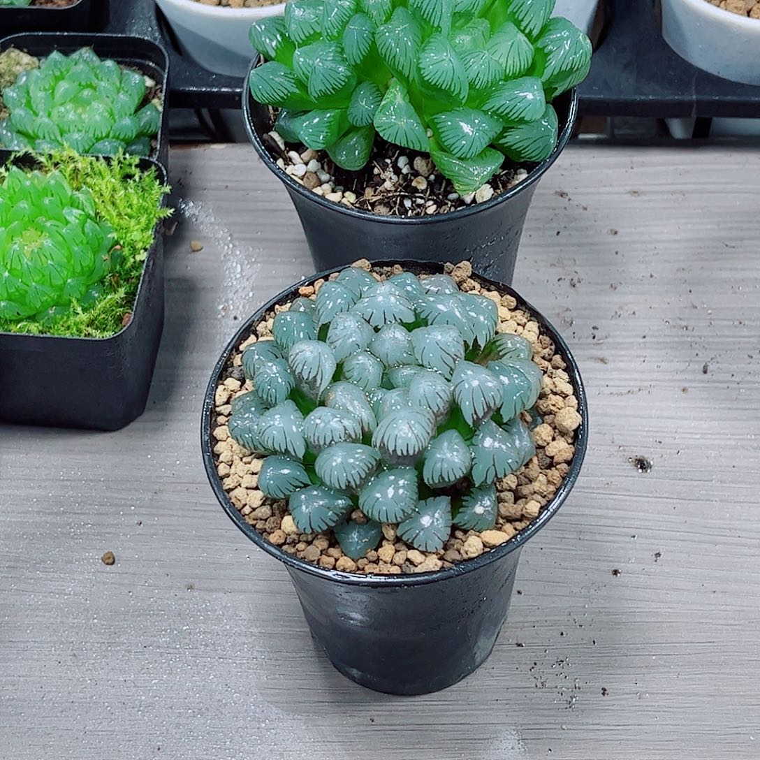 翡翠潘氏一勿一拍