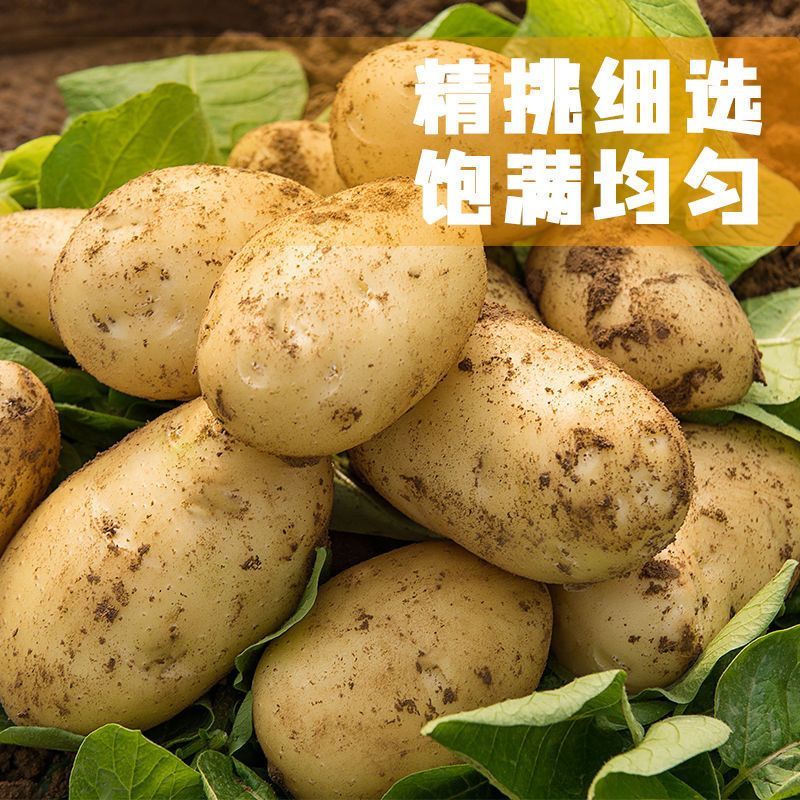 新鲜现挖正宗东北黄心沙面土豆黄皮马铃薯现挖现发