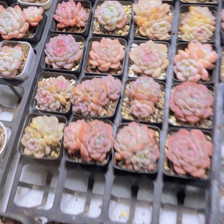 珍妮杂交六颗一组