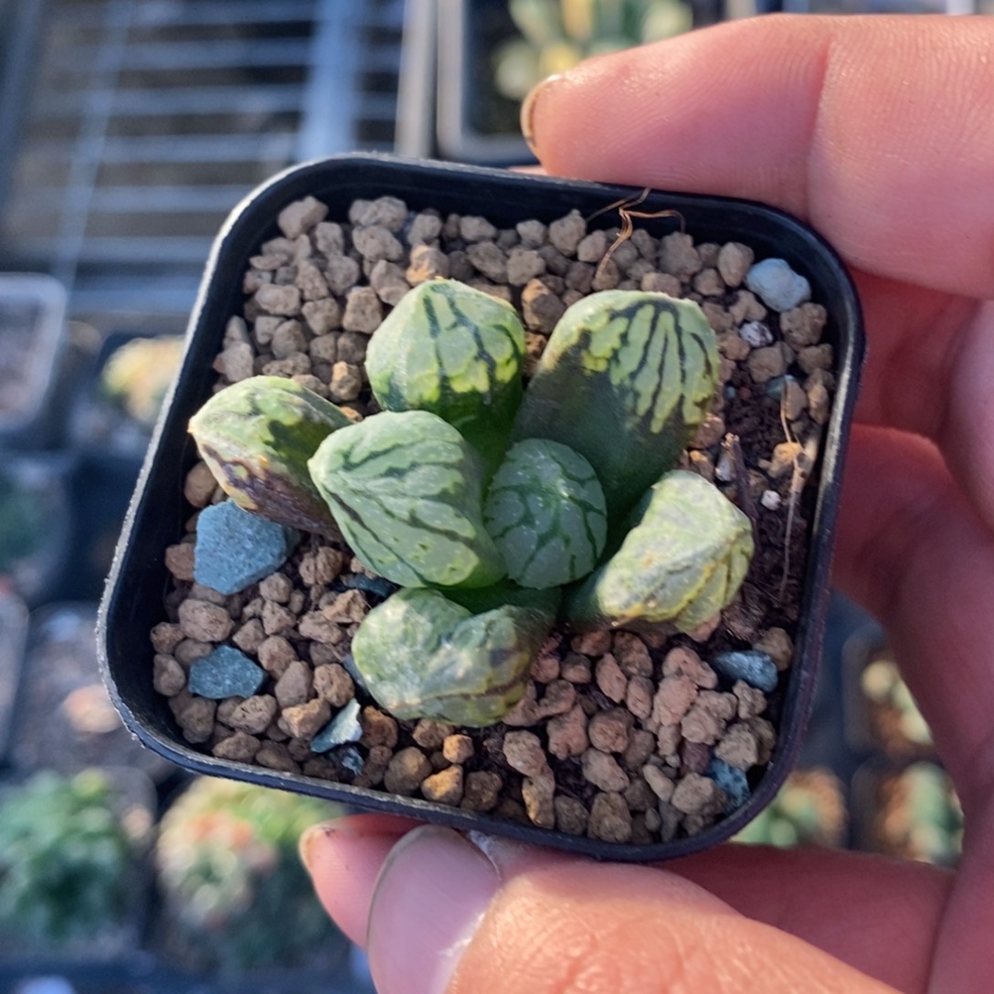 z***y636 一颗福利。    