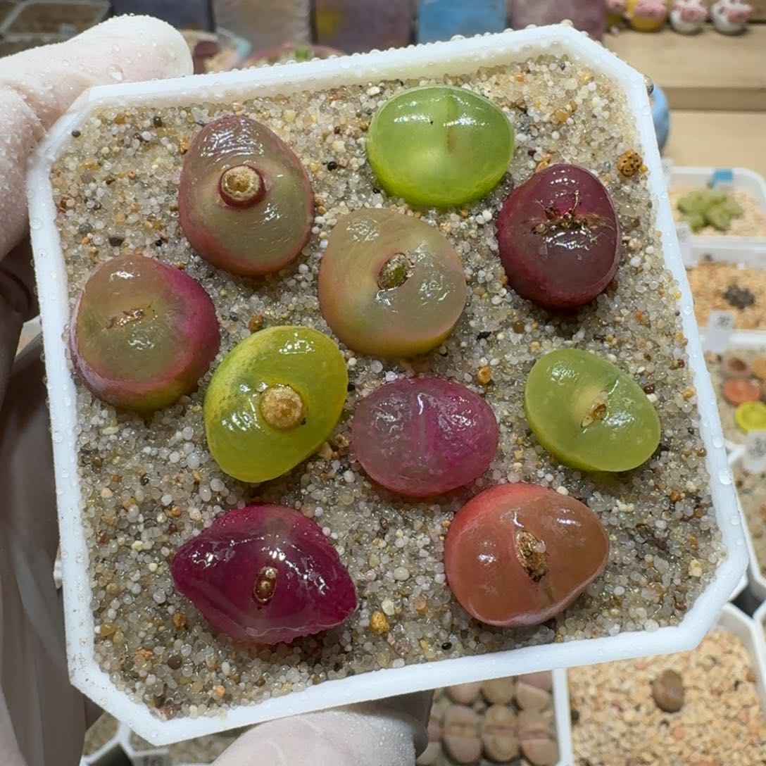 0206.08彩色毛汉尼