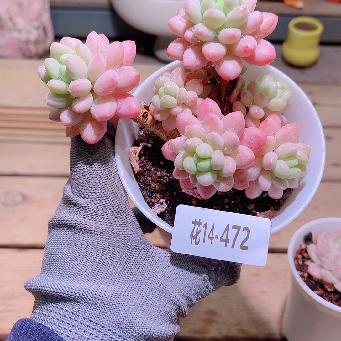 花14-472洛可可群