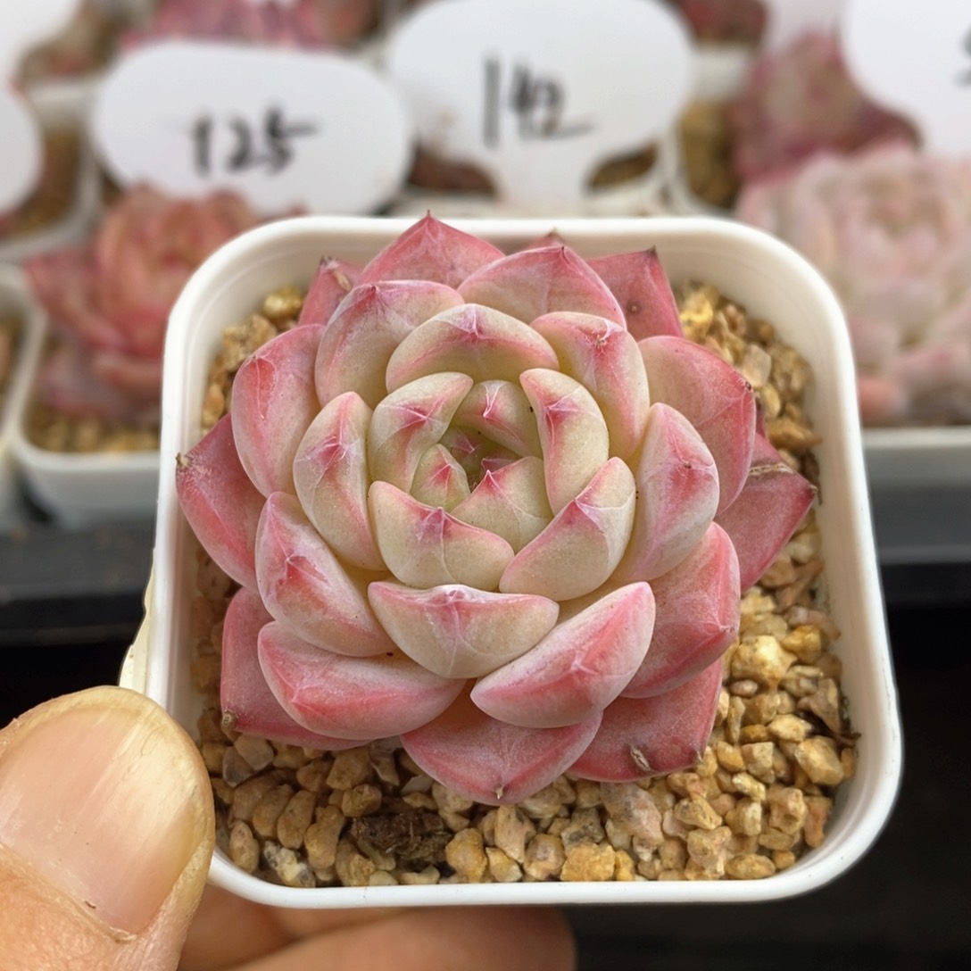 精品多肉一物一拍25