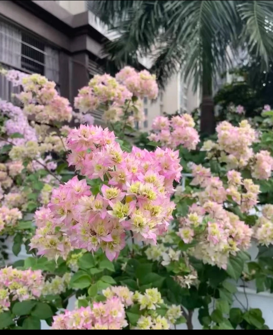 【重瓣怡景】 三角梅四季开花盆栽花卉原生桩易活阳台庭院可爬藤