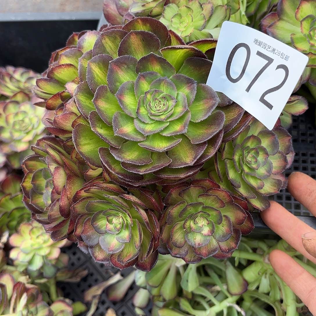 多肉植物海王七彩花072