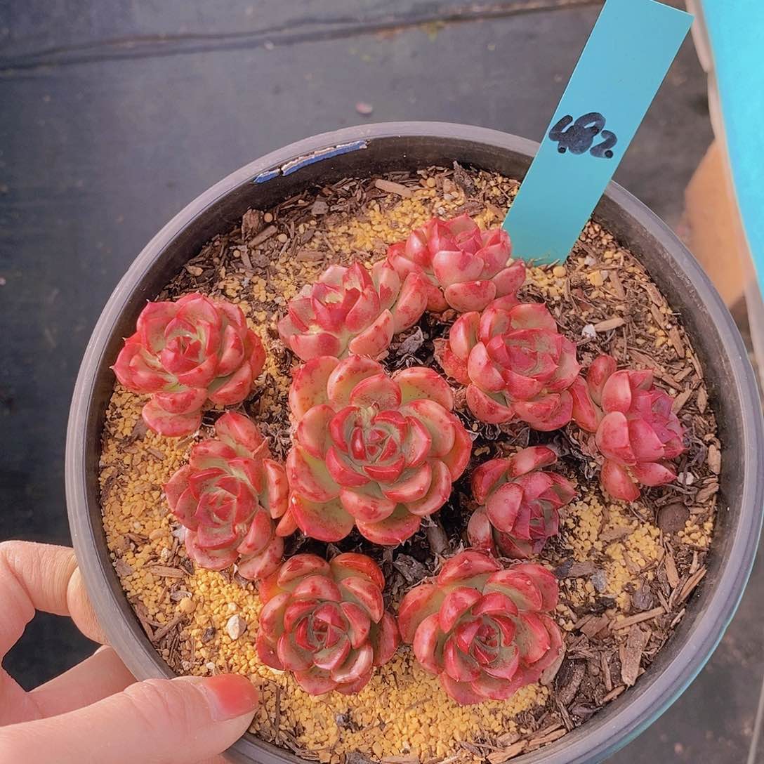 482多肉植物老桩