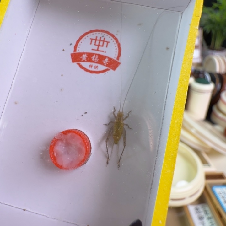 漂亮顶须一只大黄龄