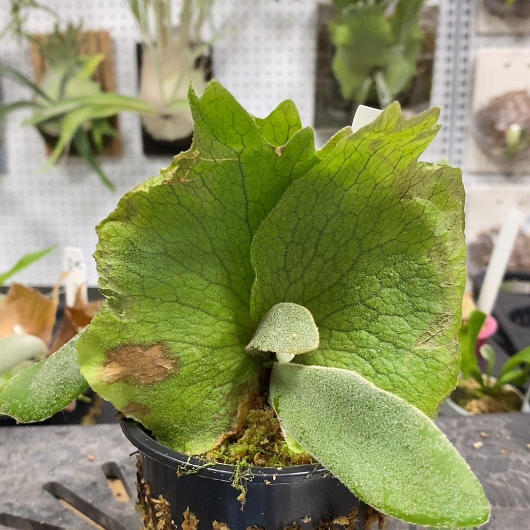 无花朵掉标鹿角蕨