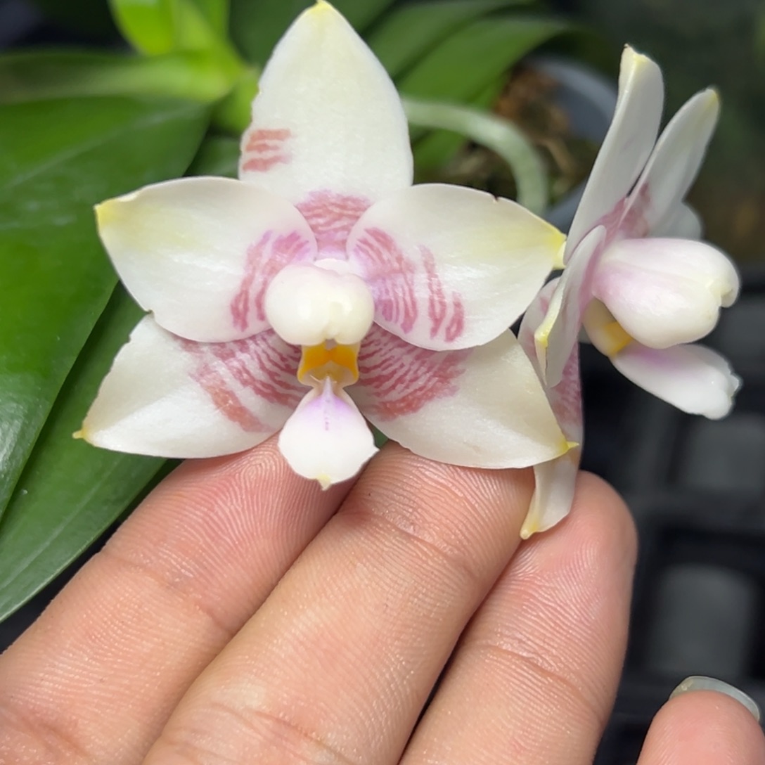 完全开放l656三寸ys1191