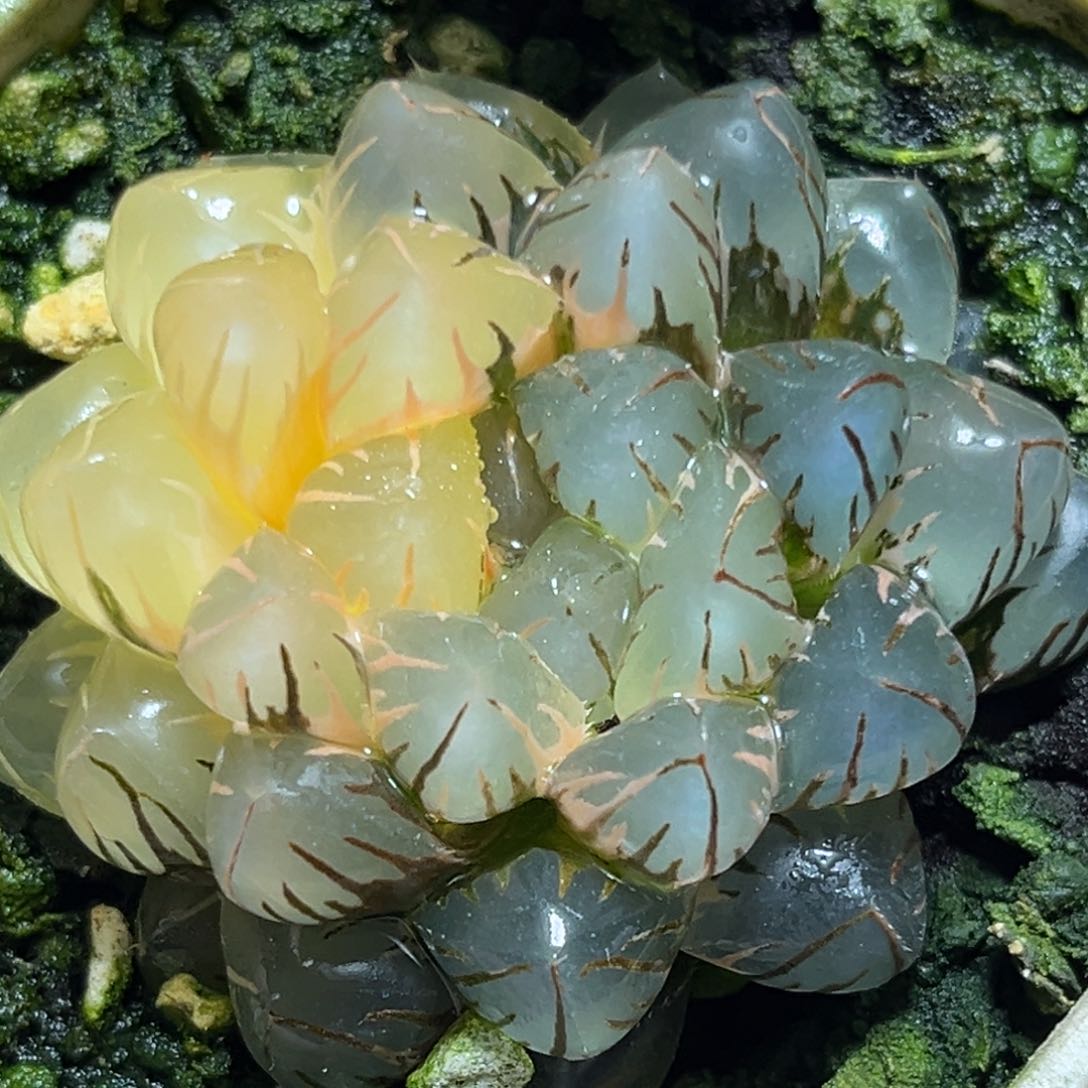 恭喜发财大吉大利0009