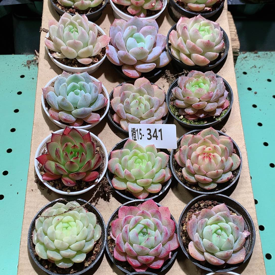 15-341一物一拍带盆18颗